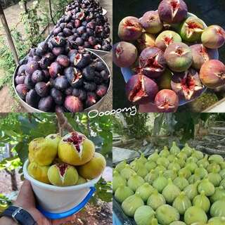 Гостевой дом Panorama Кутаиси-3